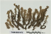 藏品(泥炭苔屬)的圖片